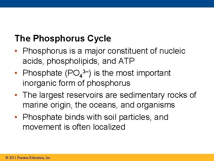 The Phosphorus Cycle • Phosphorus is a major constituent of nucleic acids, phospholipids, and