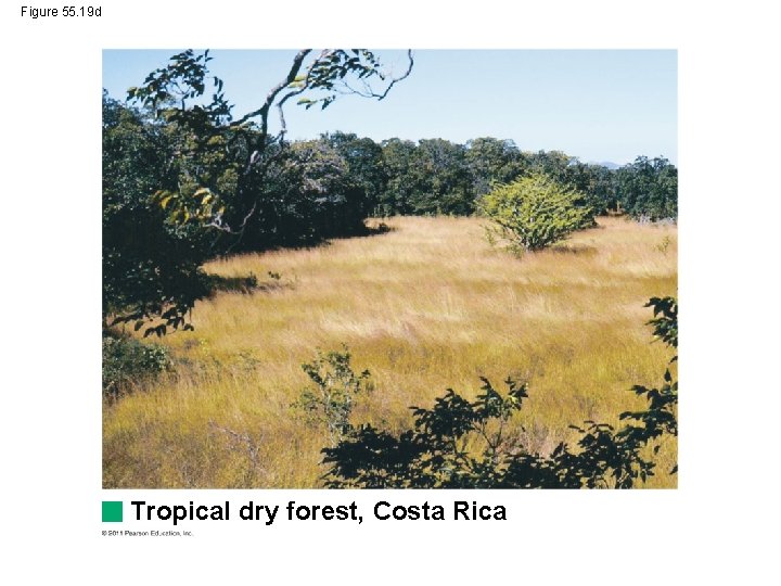 Figure 55. 19 d Tropical dry forest, Costa Rica 