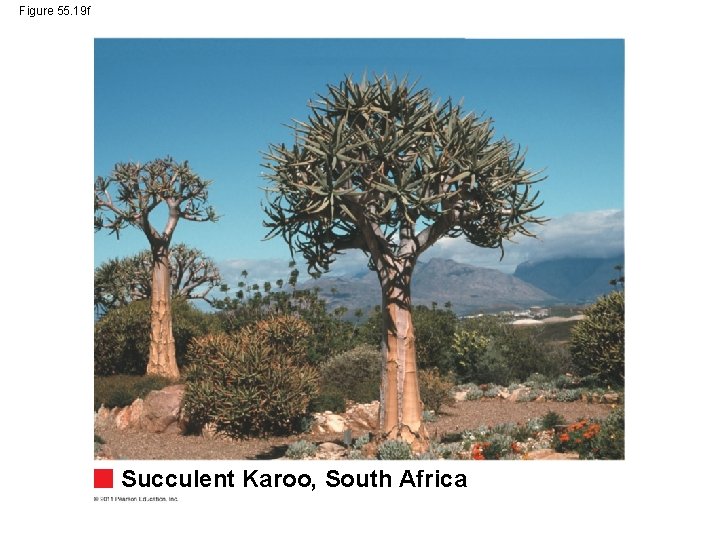 Figure 55. 19 f Succulent Karoo, South Africa 