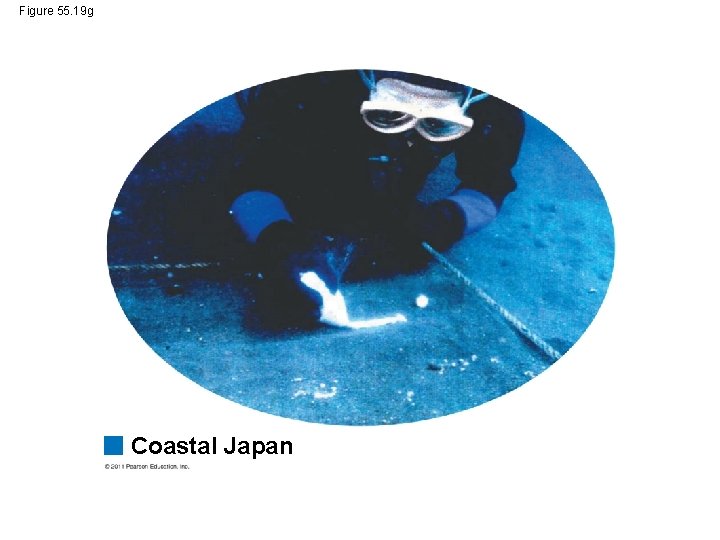 Figure 55. 19 g Coastal Japan 