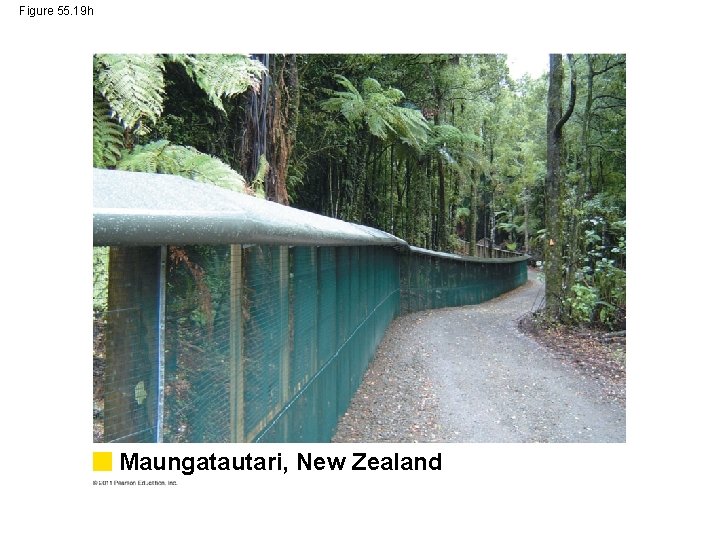 Figure 55. 19 h Maungatautari, New Zealand 