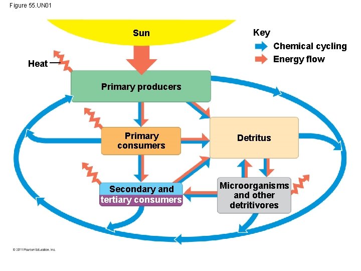 Figure 55. UN 01 Sun Key Chemical cycling Energy flow Heat Primary producers Primary