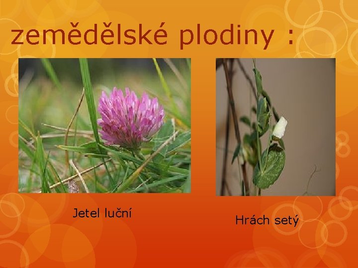 zemědělské plodiny : Jetel luční Hrách setý 