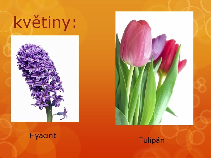 květiny: Hyacint Tulipán 