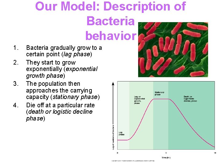 Our Model: Description of Bacteria behavior 1. 2. 3. 4. Bacteria gradually grow to