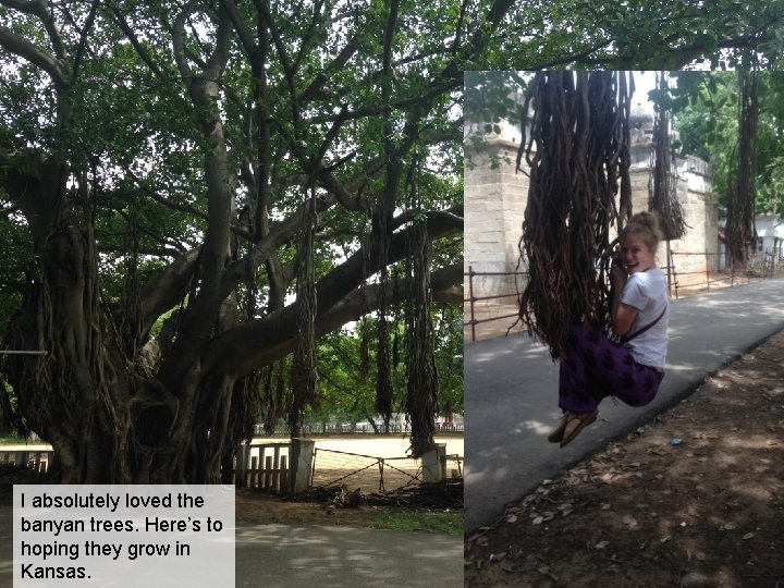 I absolutely loved the banyan trees. Here’s to hoping they grow in Kansas. 