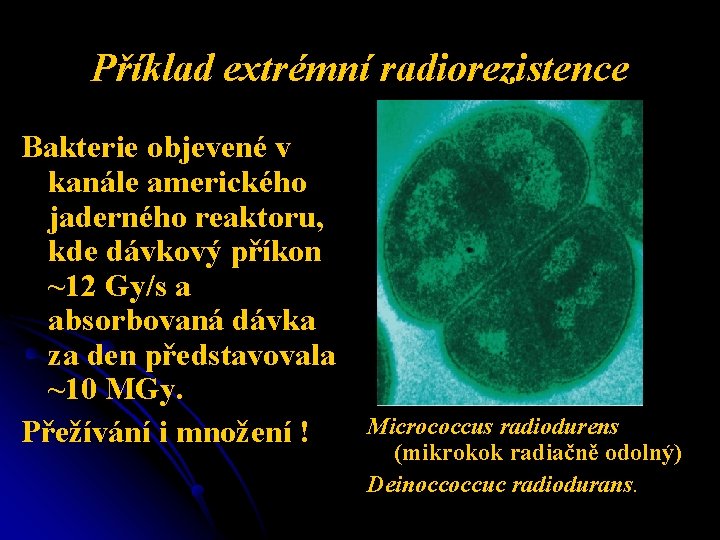 Příklad extrémní radiorezistence Bakterie objevené v kanále amerického jaderného reaktoru, kde dávkový příkon ~12