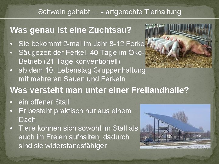 Schwein gehabt … - artgerechte Tierhaltung Was genau ist eine Zuchtsau? • Sie bekommt
