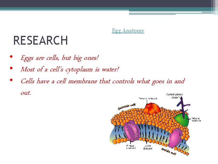 RESEARCH Egg Anatomy • Eggs are cells, but big ones! • Most of a RESEARCH Egg Anatomy • Eggs are cells, but big ones! • Most of a