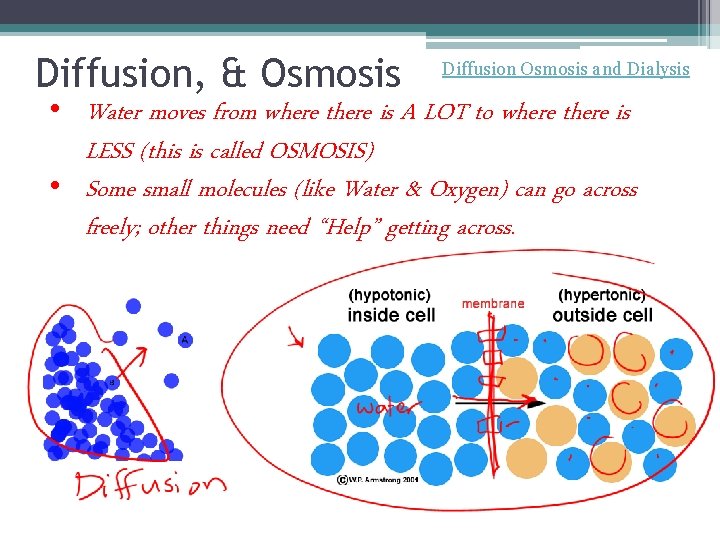 Diffusion, & Osmosis Diffusion Osmosis and Dialysis • Water moves from where there is Diffusion, & Osmosis Diffusion Osmosis and Dialysis • Water moves from where there is