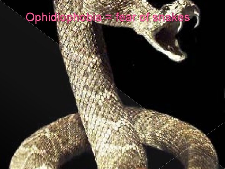 Ophidiophobia = fear of snakes 