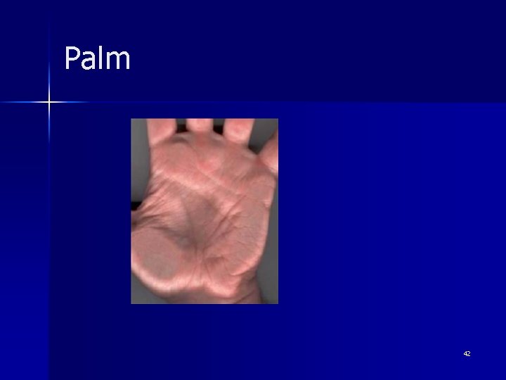 Palm 42 