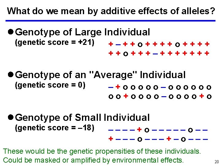 What do we mean by additive effects of alleles? ● Genotype of Large Individual