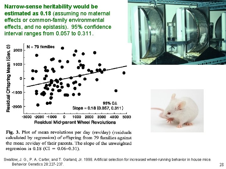 Narrow-sense heritability would be estimated as 0. 18 (assuming no maternal effects or common-family