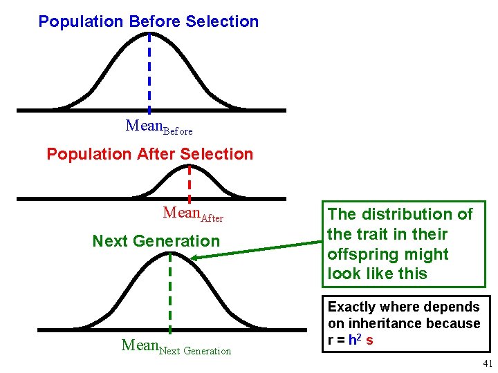 Population Before Selection Mean. Before Population After Selection Mean. After Next Generation Mean. Next
