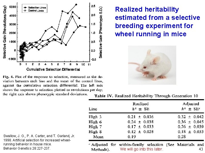 Realized heritability estimated from a selective breeding experiment for wheel running in mice Swallow,
