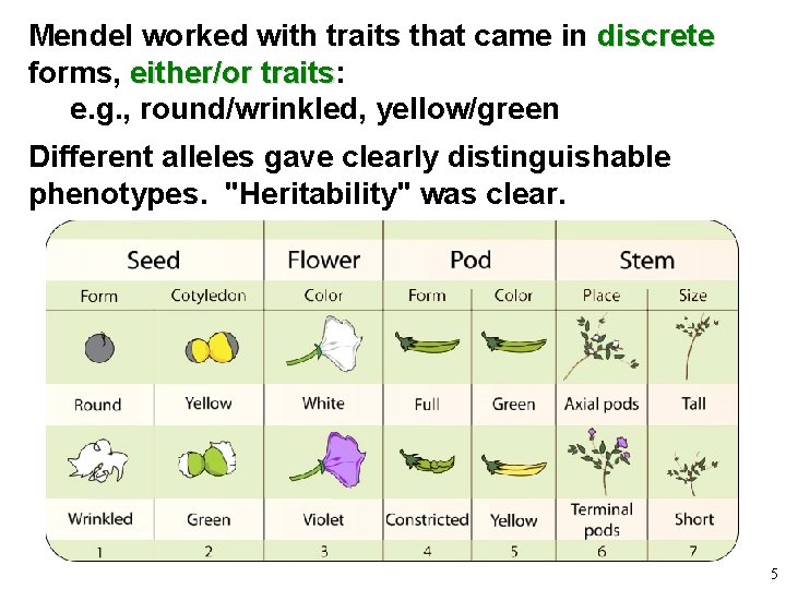 Mendel worked with traits that came in discrete forms, either/or traits: traits e. g.