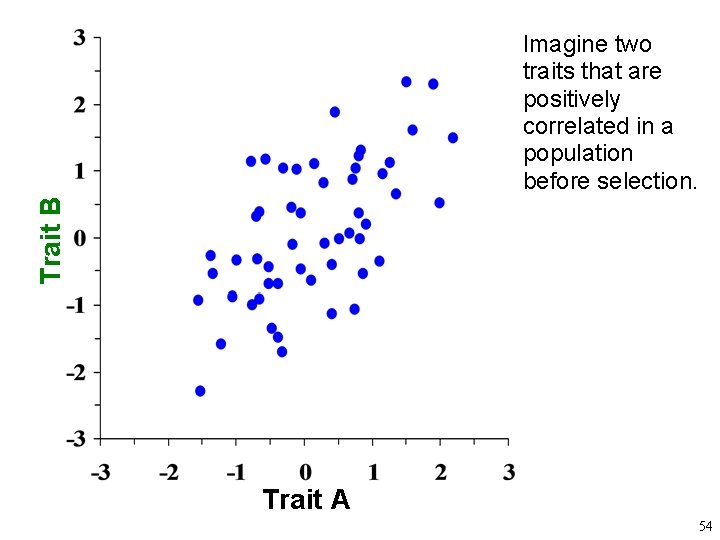 Trait B Imagine two traits that are positively correlated in a population before selection.