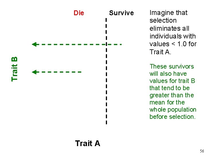 Trait B Die Survive Imagine that selection eliminates all individuals with values < 1.