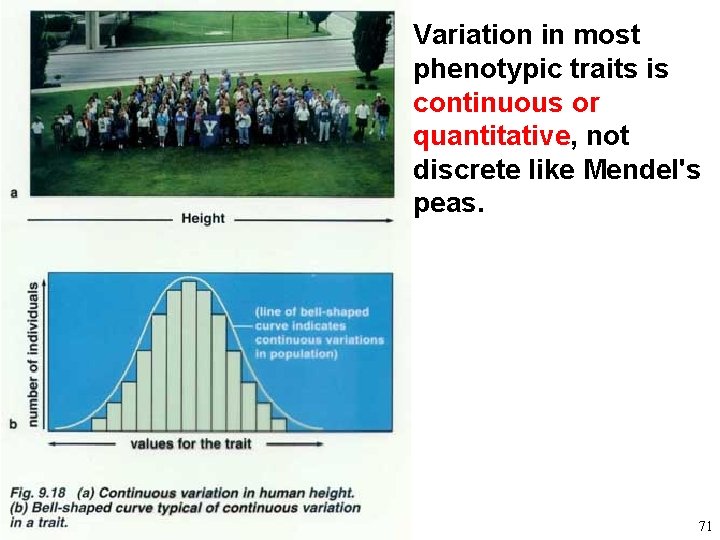 Variation in most phenotypic traits is continuous or quantitative, not discrete like Mendel's peas.