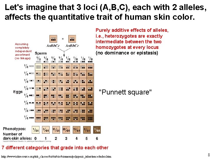 Let's imagine that 3 loci (A, B, C), each with 2 alleles, affects the