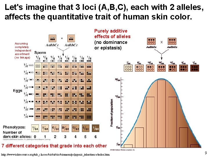Let's imagine that 3 loci (A, B, C), each with 2 alleles, affects the