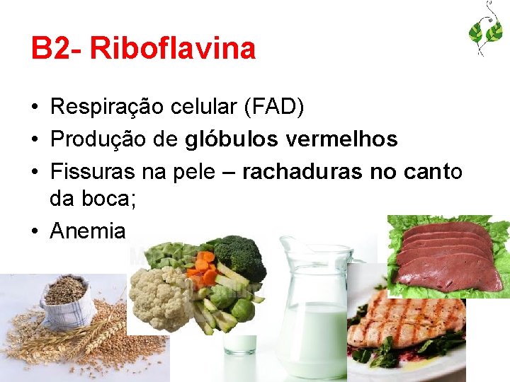 B 2 - Riboflavina • Respiração celular (FAD) • Produção de glóbulos vermelhos •