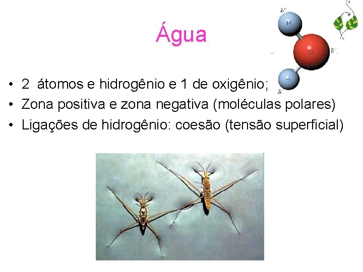 Água • 2 átomos e hidrogênio e 1 de oxigênio; • Zona positiva e
