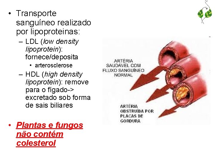  • Transporte sanguíneo realizado por lipoproteinas: – LDL (low density lipoprotein): fornece/deposita •