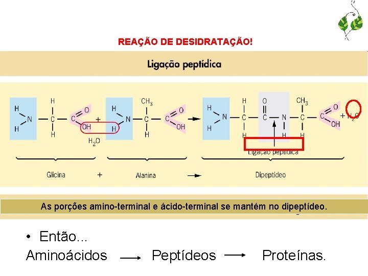 REAÇÃO DE DESIDRATAÇÃO! As porções amino-terminal e ácido-terminal se mantém no dipeptídeo. • Então.