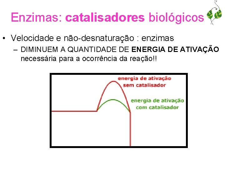 Enzimas: catalisadores biológicos • Velocidade e não-desnaturação : enzimas – DIMINUEM A QUANTIDADE DE