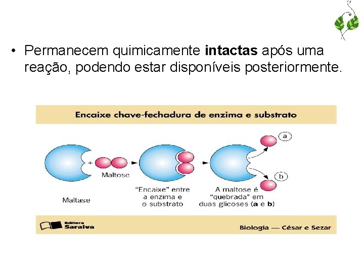  • Permanecem quimicamente intactas após uma reação, podendo estar disponíveis posteriormente. 