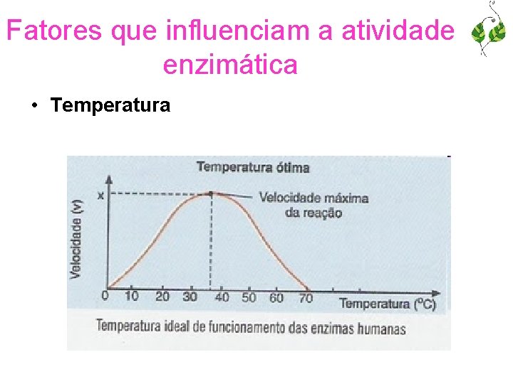 Fatores que influenciam a atividade enzimática • Temperatura 
