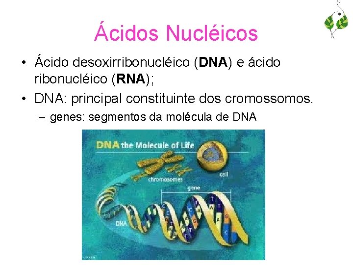 Ácidos Nucléicos • Ácido desoxirribonucléico (DNA) e ácido ribonucléico (RNA); • DNA: principal constituinte