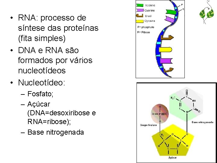  • RNA: processo de síntese das proteínas (fita simples) • DNA e RNA