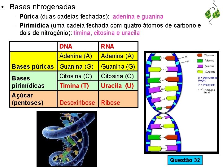  • Bases nitrogenadas – Púrica (duas cadeias fechadas): adenina e guanina – Pirimídica