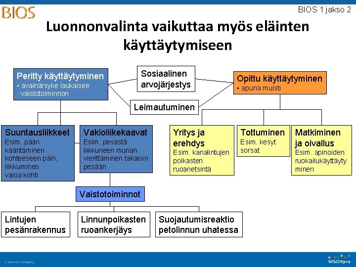 BIOS 1 jakso 2 Luonnonvalinta vaikuttaa myös eläinten käyttäytymiseen Sosiaalinen arvojärjestys Peritty käyttäytyminen •