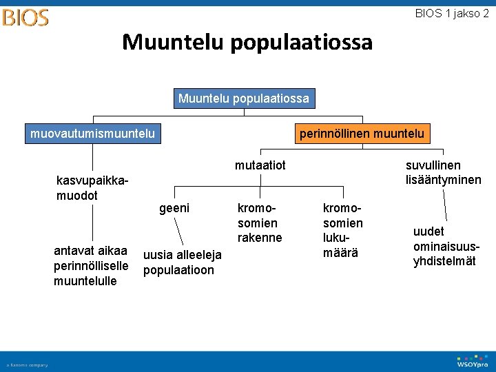 BIOS 1 jakso 2 Muuntelu populaatiossa perinnöllinen muuntelu muovautumismuuntelu mutaatiot kasvupaikkamuodot antavat aikaa perinnölliselle