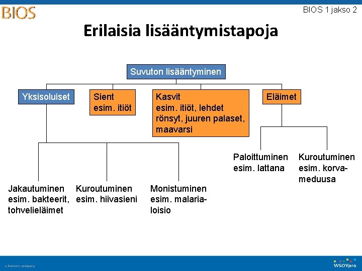 BIOS 1 jakso 2 Erilaisia lisääntymistapoja Suvuton lisääntyminen Yksisoluiset Sient esim. itiöt Kasvit esim.