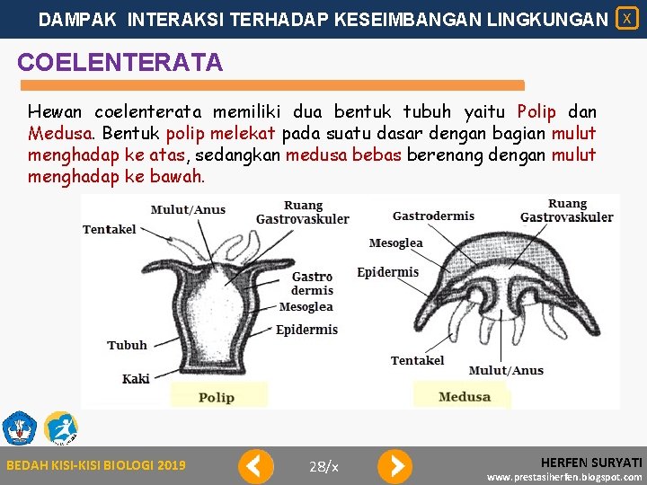 DAMPAK INTERAKSI TERHADAP KESEIMBANGAN LINGKUNGAN X COELENTERATA Hewan coelenterata memiliki dua bentuk tubuh yaitu