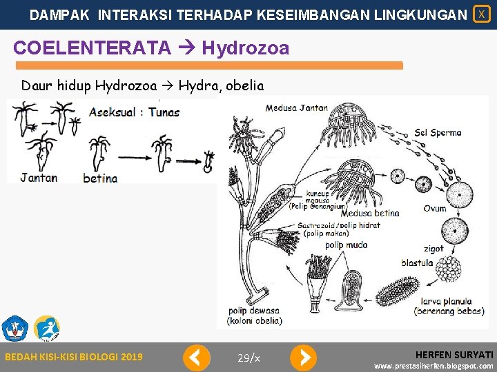 DAMPAK INTERAKSI TERHADAP KESEIMBANGAN LINGKUNGAN X COELENTERATA Hydrozoa Daur hidup Hydrozoa Hydra, obelia BEDAH