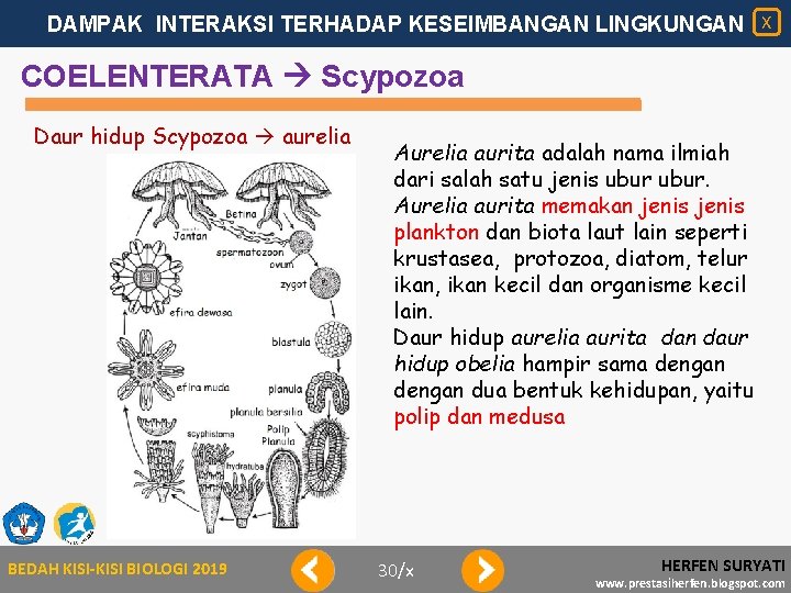 DAMPAK INTERAKSI TERHADAP KESEIMBANGAN LINGKUNGAN X COELENTERATA Scypozoa Daur hidup Scypozoa aurelia BEDAH KISI-KISI