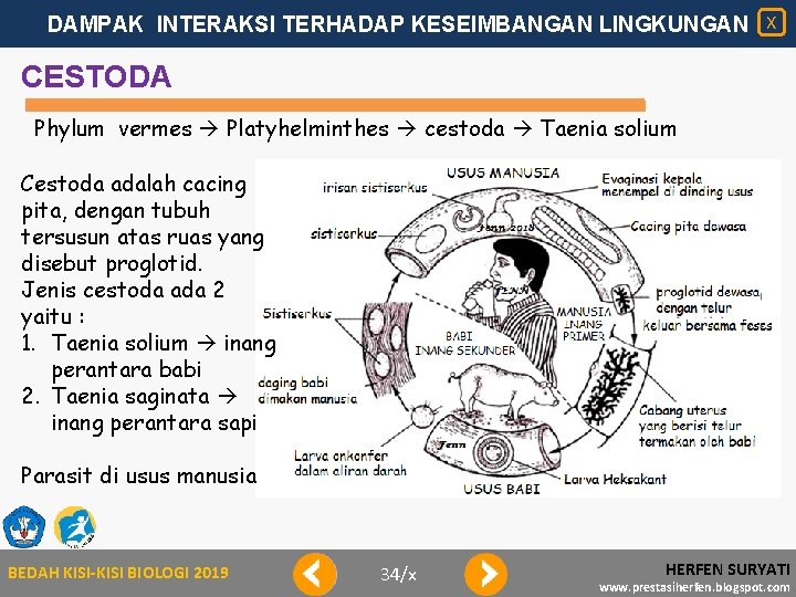 DAMPAK INTERAKSI TERHADAP KESEIMBANGAN LINGKUNGAN X CESTODA Phylum vermes Platyhelminthes cestoda Taenia solium Cestoda