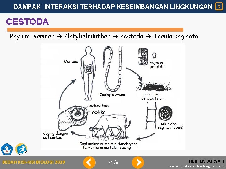 DAMPAK INTERAKSI TERHADAP KESEIMBANGAN LINGKUNGAN X CESTODA Phylum vermes Platyhelminthes cestoda Taenia saginata BEDAH