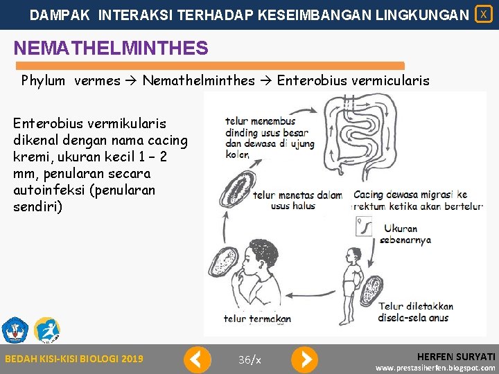 DAMPAK INTERAKSI TERHADAP KESEIMBANGAN LINGKUNGAN X NEMATHELMINTHES Phylum vermes Nemathelminthes Enterobius vermicularis Enterobius vermikularis