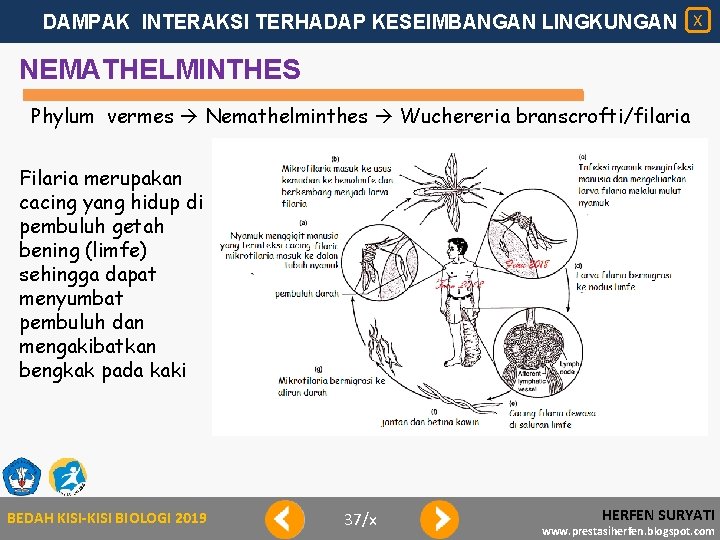 DAMPAK INTERAKSI TERHADAP KESEIMBANGAN LINGKUNGAN X NEMATHELMINTHES Phylum vermes Nemathelminthes Wuchereria branscrofti/filaria Filaria merupakan