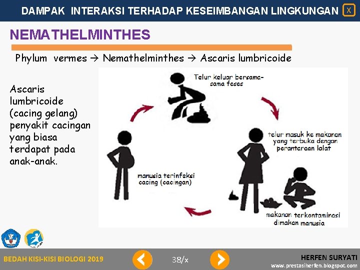 DAMPAK INTERAKSI TERHADAP KESEIMBANGAN LINGKUNGAN X NEMATHELMINTHES Phylum vermes Nemathelminthes Ascaris lumbricoide (cacing gelang)