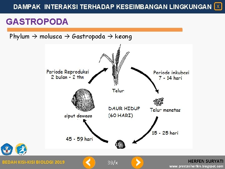 DAMPAK INTERAKSI TERHADAP KESEIMBANGAN LINGKUNGAN X GASTROPODA Phylum molusca Gastropoda keong BEDAH KISI-KISI BIOLOGI