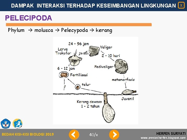 DAMPAK INTERAKSI TERHADAP KESEIMBANGAN LINGKUNGAN X PELECIPODA Phylum molusca Pelecypoda kerang BEDAH KISI-KISI BIOLOGI