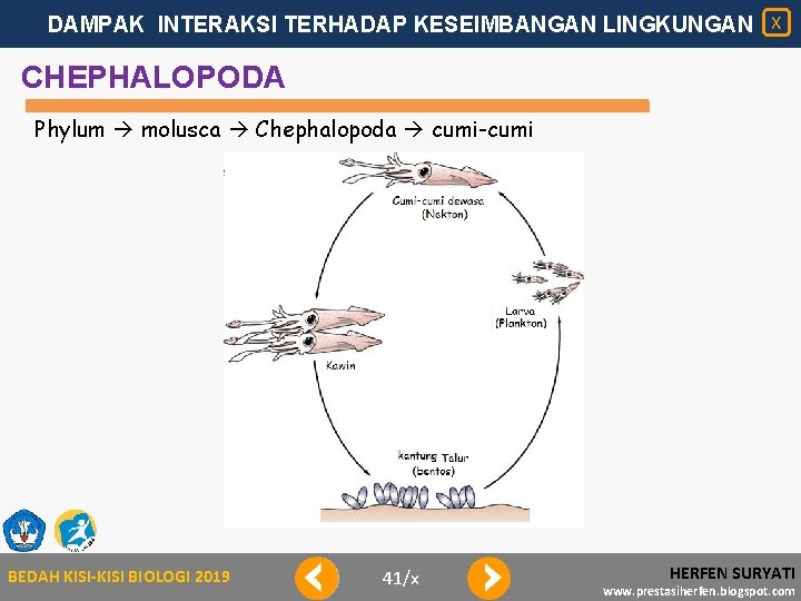 DAMPAK INTERAKSI TERHADAP KESEIMBANGAN LINGKUNGAN X CHEPHALOPODA Phylum molusca Chephalopoda cumi-cumi BEDAH KISI-KISI BIOLOGI